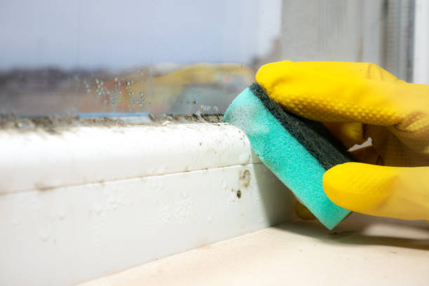 Professional Mold Remediation in South Waverly, PA